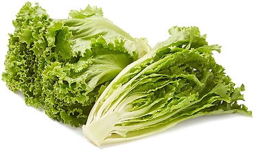 Lettuce Fresh