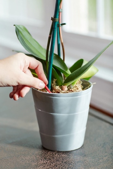 Miracle Gro Orchid Plant Food Spikes