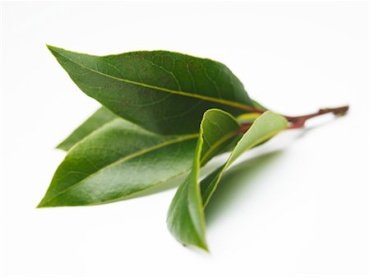 Bay Leaves